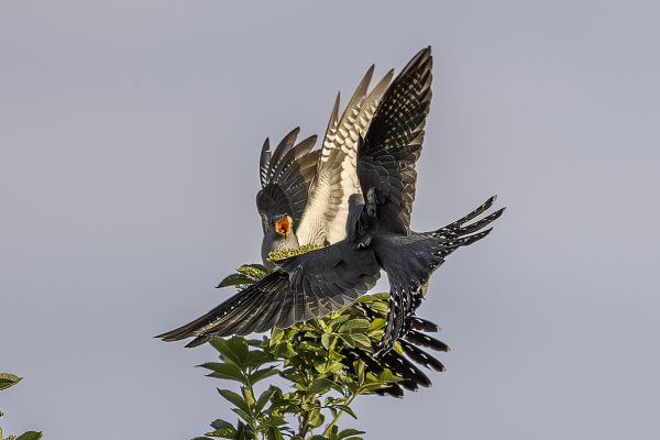 Common cuckoo
