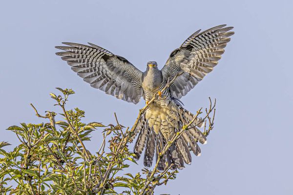 Common cuckoo