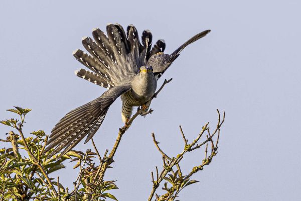Common cuckoo