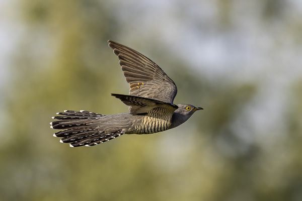 Common cuckoo