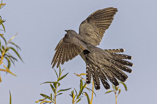 Common cuckoo