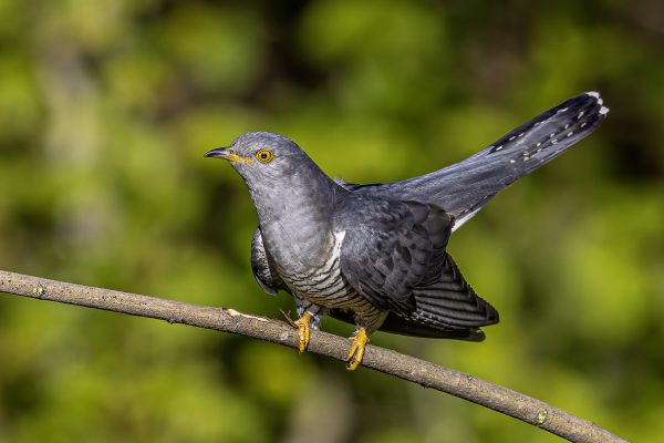 Common Cuckoo