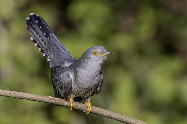 Common Cuckoo