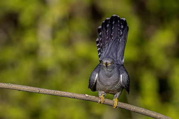 Common Cuckoo