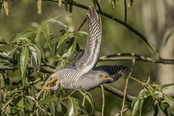 Common Cuckoo