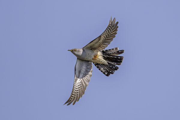 Common cuckoo