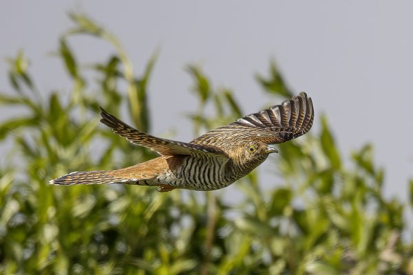 Common cuckoo