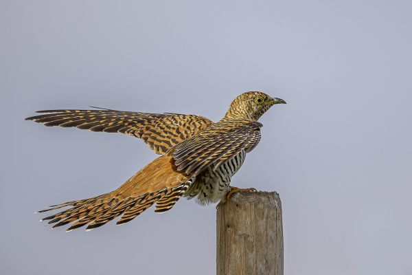 Common cuckoo