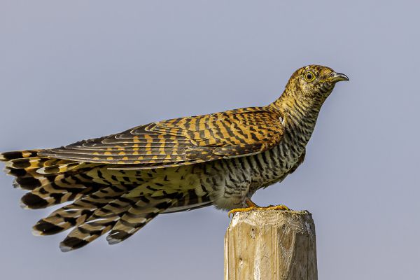 Common cuckoo