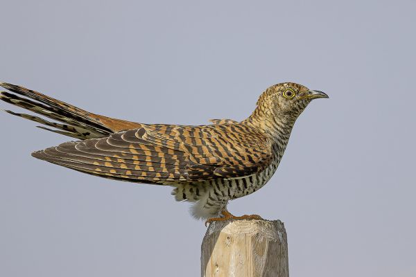 Common cuckoo