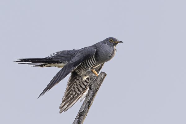 Common Cuckoo