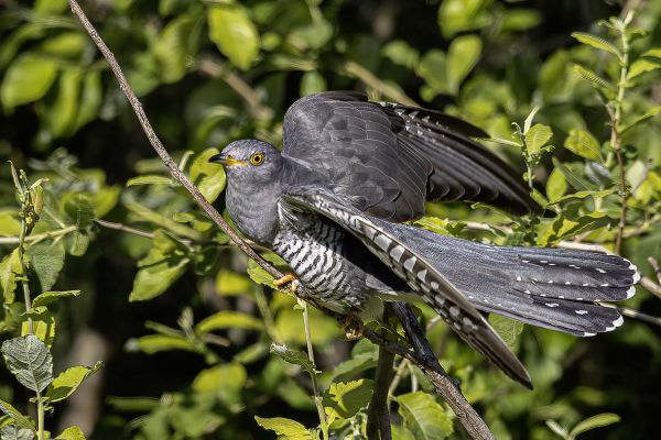 Common Cuckoo