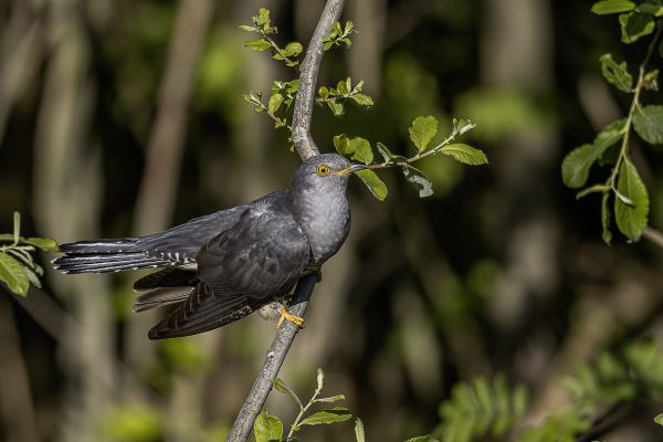 Common Cuckoo
