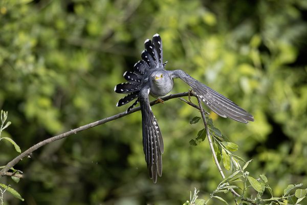 Common cuckoo