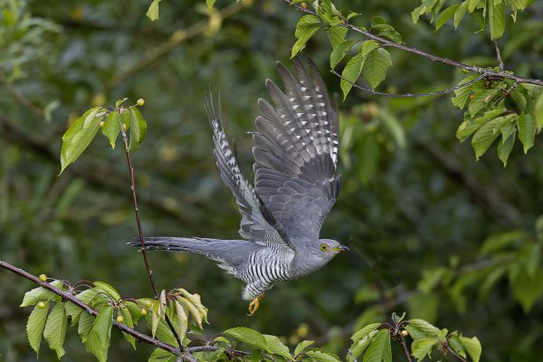 Common cuckoo