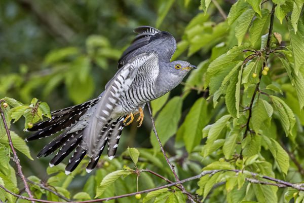 Common cuckoo