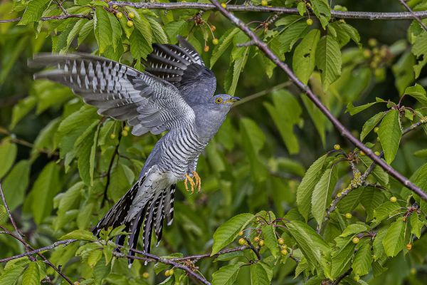 Common cuckoo