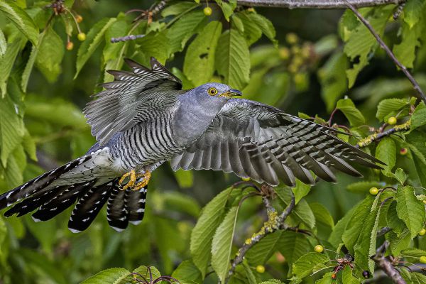 Common cuckoo