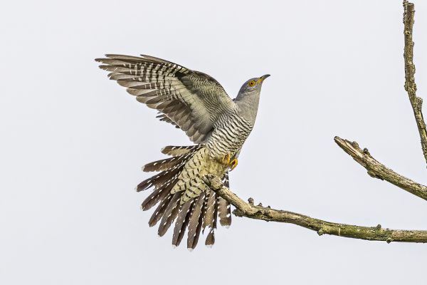 Common cuckoo