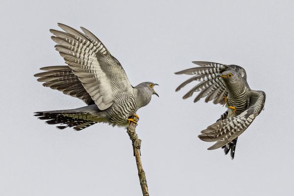 Common cuckoo