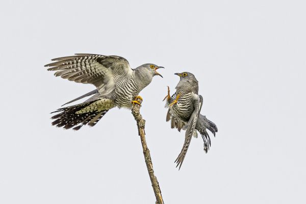 Common cuckoo