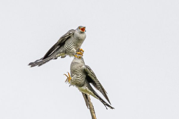 Common cuckoo