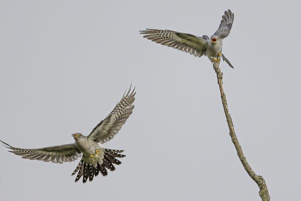 Common cuckoo