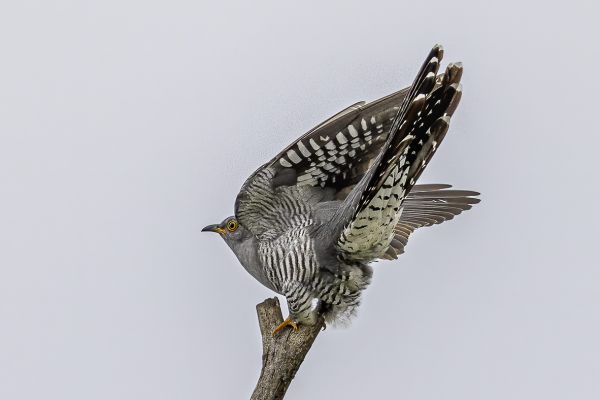 Common Cuckoo