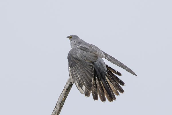 Common Cuckoo