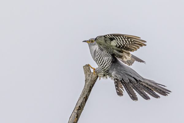 Common Cuckoo