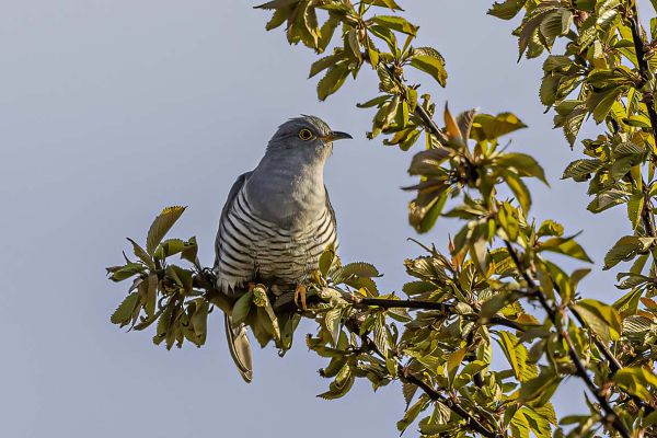 Common cuckoo