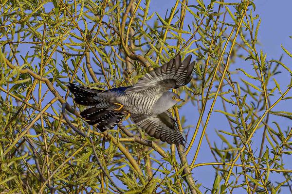 Common cuckoo