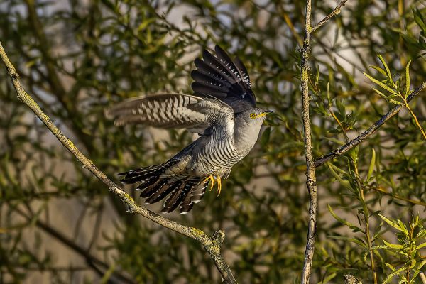 Common cuckoo