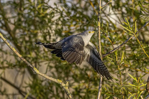 Common cuckoo