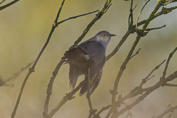 Common cuckoo