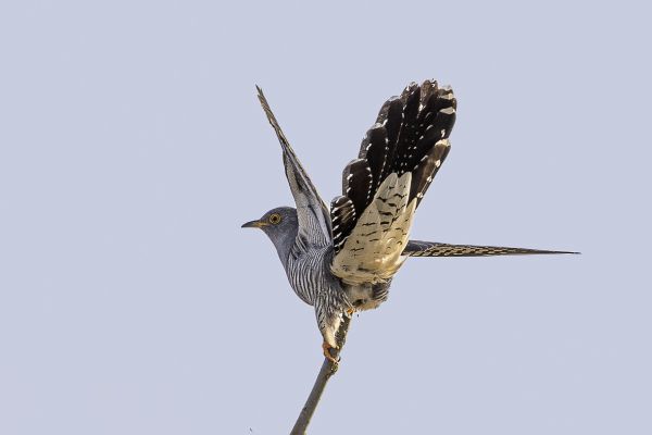 Common Cuckoo