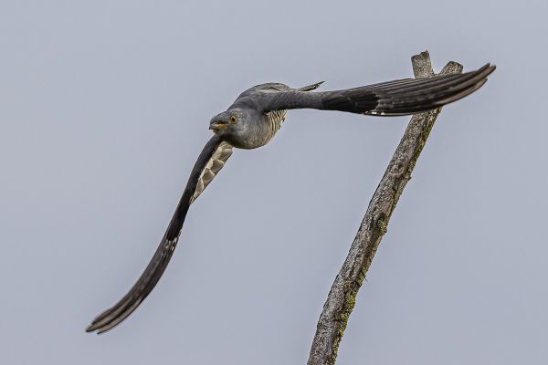 Common cuckoo