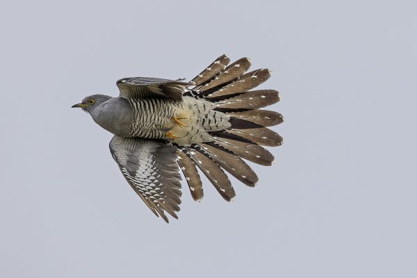 Common cuckoo