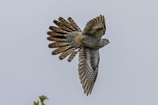 Common cuckoo