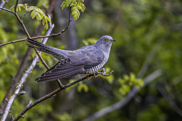 Common Cuckoo