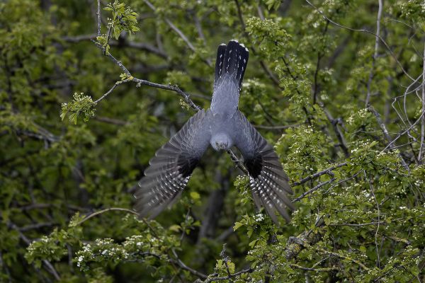 Common Cuckoo