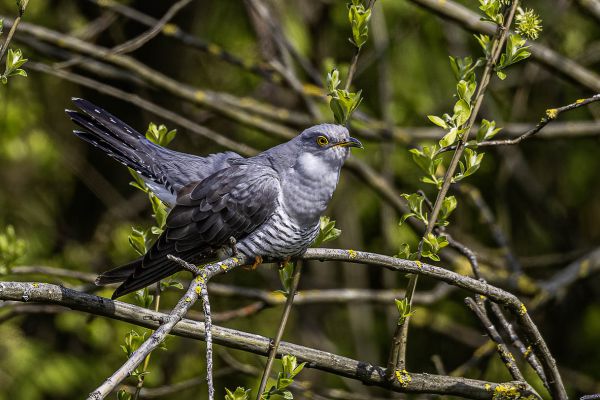 Common Cuckoo