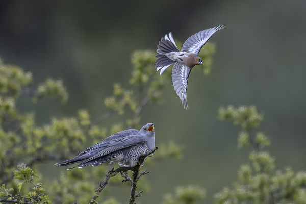 Common Cuckoo
