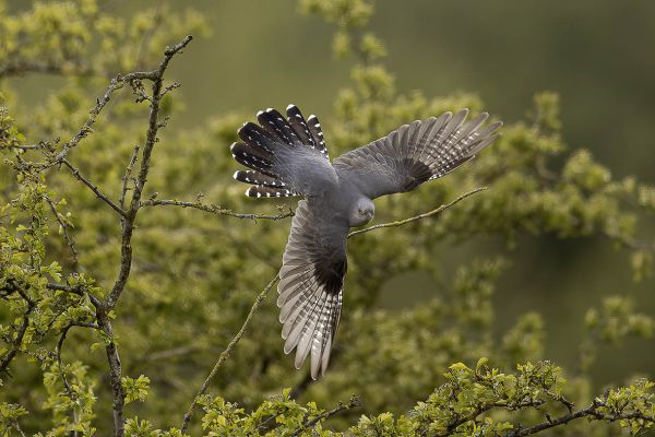 Common Cuckoo