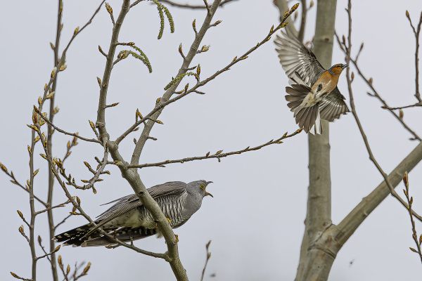 Common Cuckoo