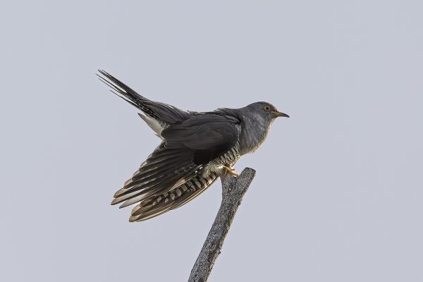 Common cuckoo
