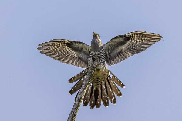 Common cuckoo