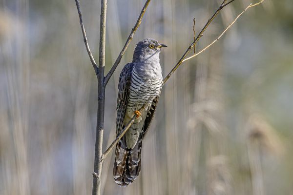 Common cuckoo