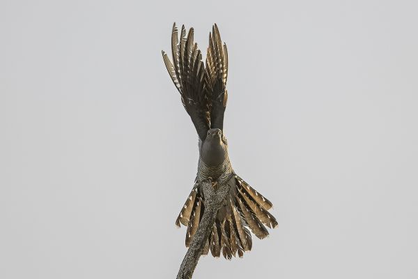 Common cuckoo