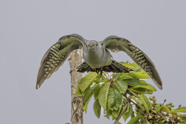 Common cuckoo